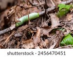 A single promethea silkmoth caterpillar hunts for more leaves to eat before pupating.