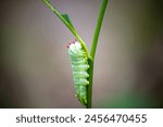 A single promethea silkmoth caterpillar takes a break after finishing off a leaf.