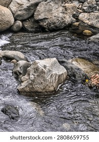 A single prominent angular rock standing firmly in the middle of a swirling and fast-flowing natural river stream.