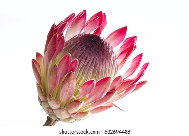 Single Protea Flower
