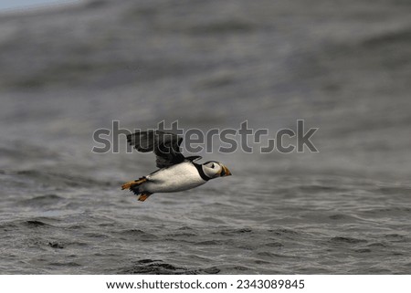 A SINGLE PUFFIN IN FLIGHT OVER THE ROUGH NORTH SEA OFF THE ISLE OF MAY IN SCOTLAND