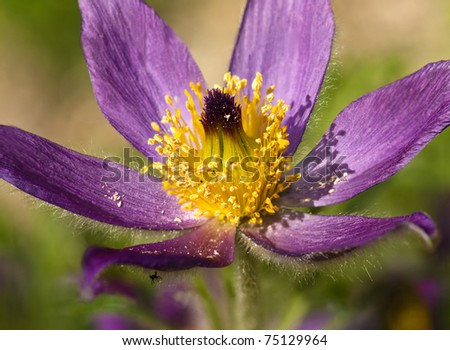 A single Pulsatilla rubra flower with hairy purple petals, a mass of bright yellow anthers and a central mass of stigmas.  The pollen has spilt out onto the petals.