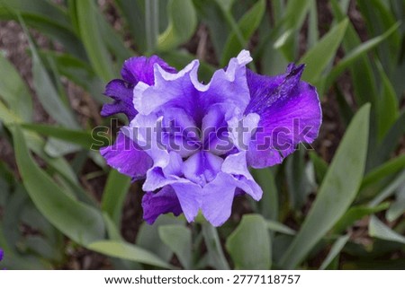 Single puple Siberian Iris bloom