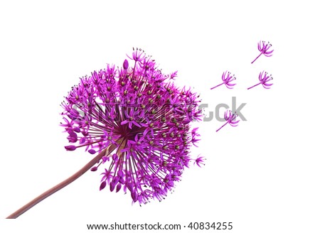 Single purple Alliums Ornamental Onions isolated on white