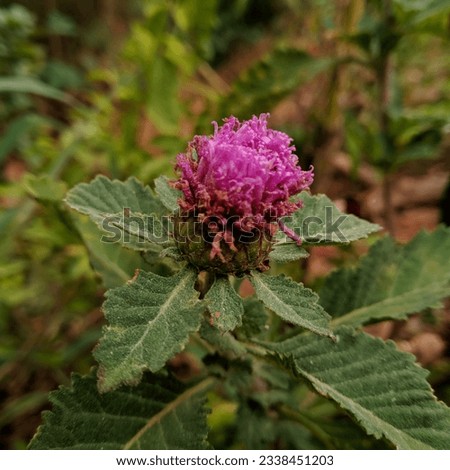 A Single Purple Color Flower blooming in Village Background. botanical landscapes. beauty of village. Flower planting. beauty world.