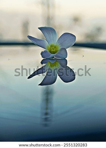 Image, Stock Photo waiting for spring Flower