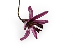Single Purple Lily Flower With Black Stamens Over While Background Hanging Upside Down. Speckled Petals Black From The Outside.