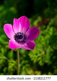A single purple magenta anemone flower