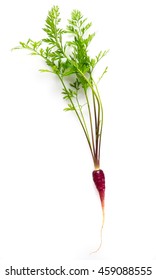 Single Purple Or Red Baby Carrot Isolated On White.