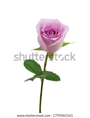 Single purple rose flower isolated on white background 