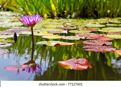 A single purple water lily flower floating in a lily pond