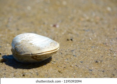 Single Quahog Clam At Low Tide On The Beach In Cape Cod