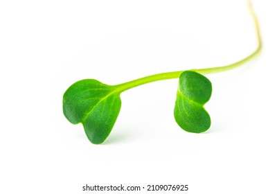 Single radish microgreen shoot isolated on white background. Daikon radish sprout macro photography. Green offspring close up