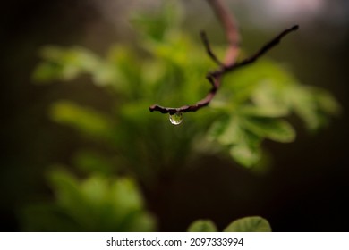 Single Rain Drop In The Forest