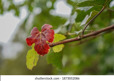 A Single Rain Drop Hangs Off A Red Grape Leaf.