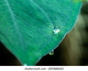 The Single Rain Drop On The Elephant Ear Leaf In The Rain Season