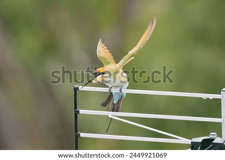 Single rainbow bee eater bird, Merops ornatus, catching bee while sitting on television antena, Australia