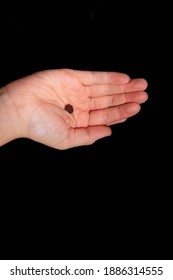 Single Raisin In The Hand Of A Child