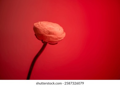 Single ranunculus stem with a delicate, blooming flower displayed in a glass vase against a red backdrop, creating a visually appealing floral arrangement