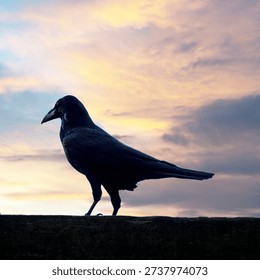 Single Raven posing for the camera at sunset,Tower of London, England, UK,