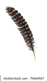 Single Real Feather Isolated On White Background