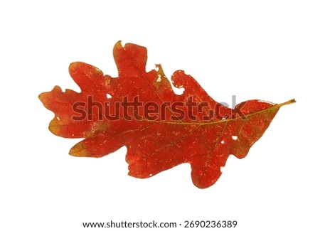 single real red oak leaf isolated on white background   