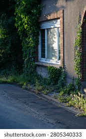 Single rectangular window set in weathered stucco wall, partly covered by climbing green ivy, with soft late afternoon shadows, narrow sidewalk, and quiet paved street beside calm residential home