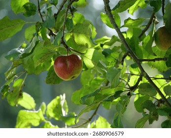 Single red apple on a tree - A beautiful, detailed shot of a single, ripe red apple hanging from a branch in an apple tree. The surrounding green leaves create a lovely contrast