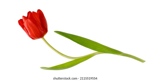 Single red color tulip flower isolated on white background with copy space. Hello spring or greeting floral card element.