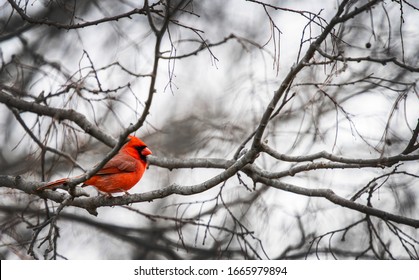 Un seul cardinal rouge et coloré est perché dans un arbre nu sans feuilles en raison de l'hiver.