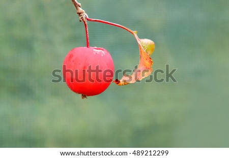 Single red crab apple ( Malus 'Neville Copeman' ) fruit on the tree in autumn.