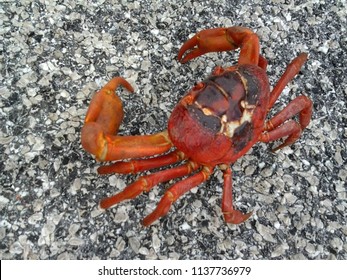 A Single Red Crab On Christmas Island