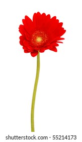 single red daisy