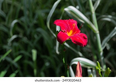 Single Red Daylily Blooming in a Garden With Green Foliage - Powered by Shutterstock