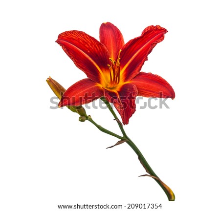 Single red day-lily flower head, isolated on white