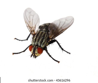 Single red eyed fly isolated on white