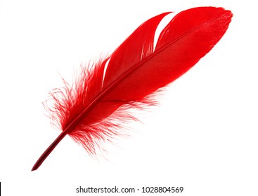 Single Red Feather Isolated On White Background