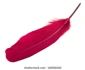 Single red feather on a white background