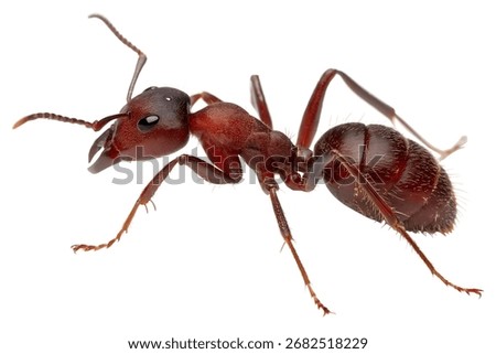 a single red fire ant. The image is in sharp focus, revealing the intricate details of its body, legs, and antennae, captured against a pure white studio background.