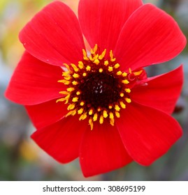 Single Red Flower