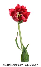 Single red full tulip isolated on a white background