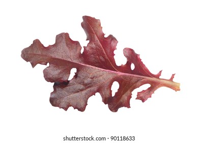 Single Red Gourmet Lettuce Leaf Isolated On A White Background