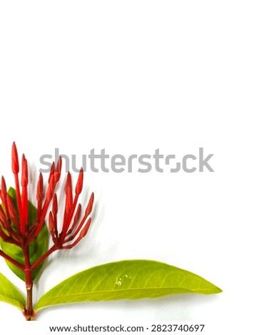 Single red Ixora flower cluster with green leaves, isolated on a clean white background. Known as jungle geranium or flame of the woods.