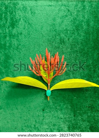 Single red Ixora flower cluster with green leaves, isolated on a clean white background. Known as jungle geranium or flame of the woods.