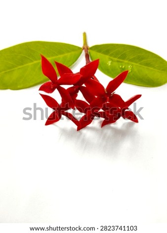 Single red Ixora flower cluster with green leaves, isolated on a clean white background. Known as jungle geranium or flame of the woods.