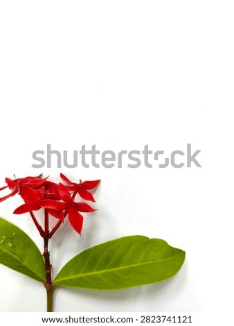 Single red Ixora flower cluster with green leaves, isolated on a clean white background. Known as jungle geranium or flame of the woods.