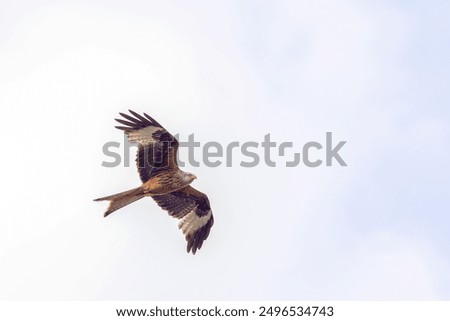 Similar – Image, Stock Photo hunting red kite in flight against blue sky in Sweden, feathers well visible