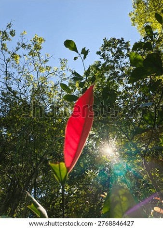A single red leaf backlit by bright sunlight with a beautiful lens flare in the Sripada Adaviya forest, Sri Lanka.