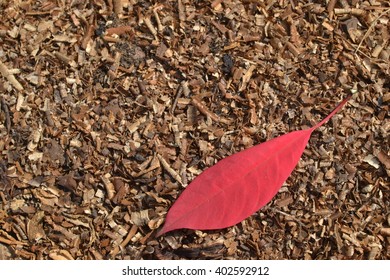 single red leaf fallen on wood chips