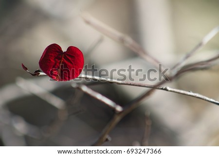 Similar – Image, Stock Photo Love